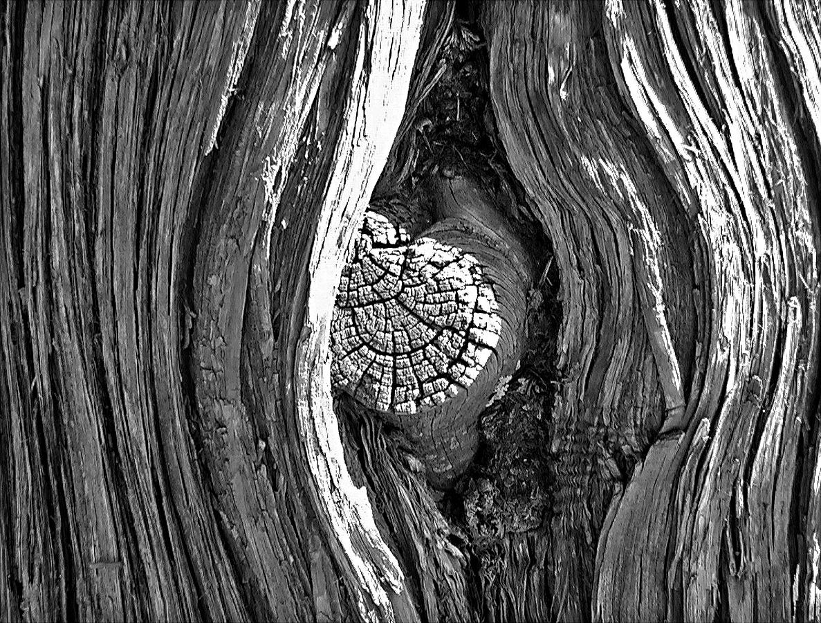 Tree Knot