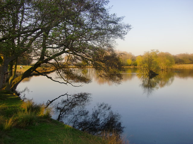 Tree by water