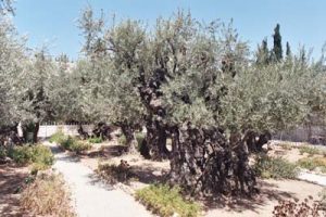 Olive Tree