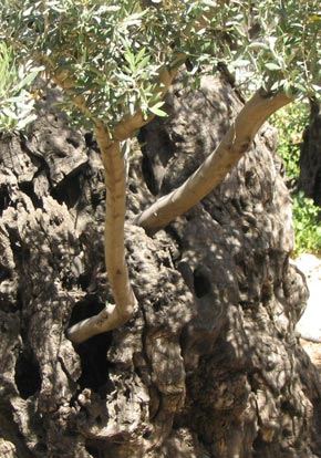 Olive Tree Branch Grafting