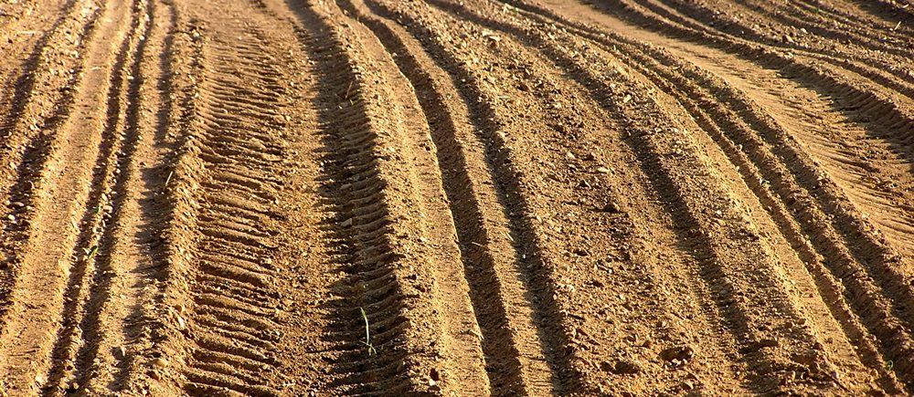 Parallel rows in a field