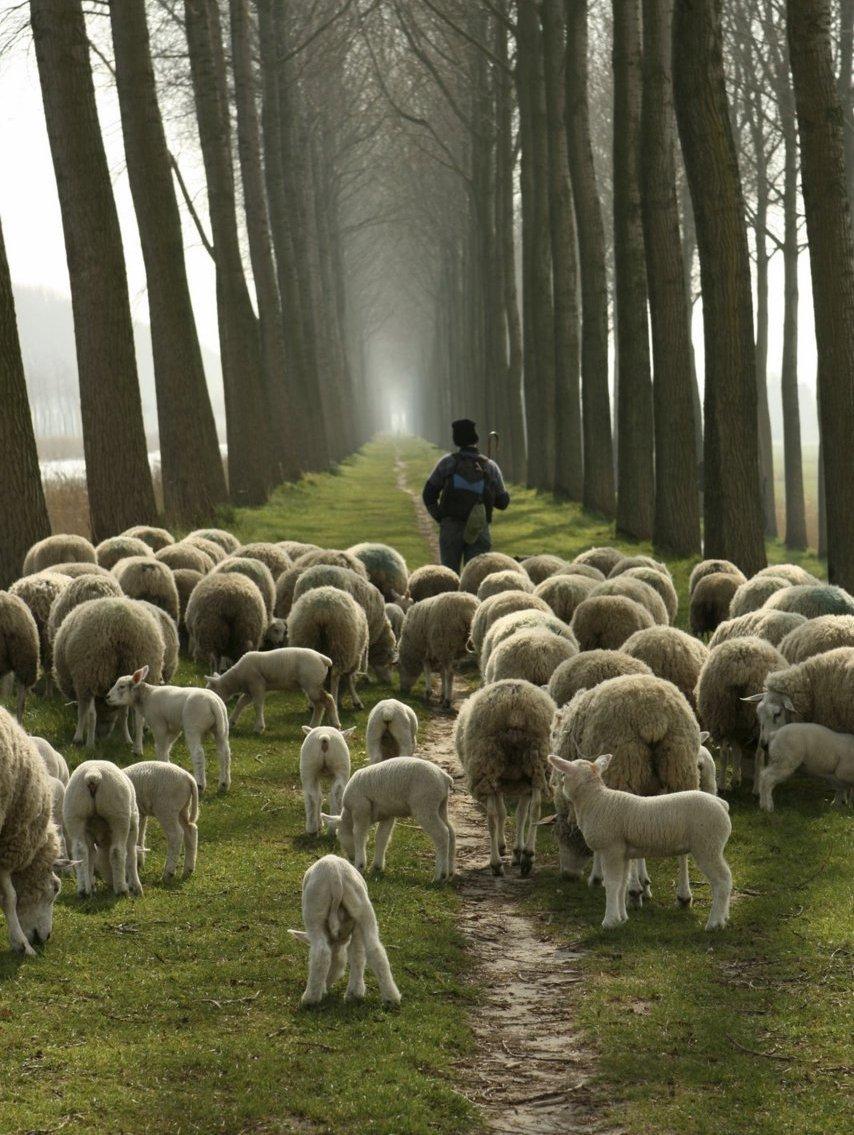 Searching Shepherd2