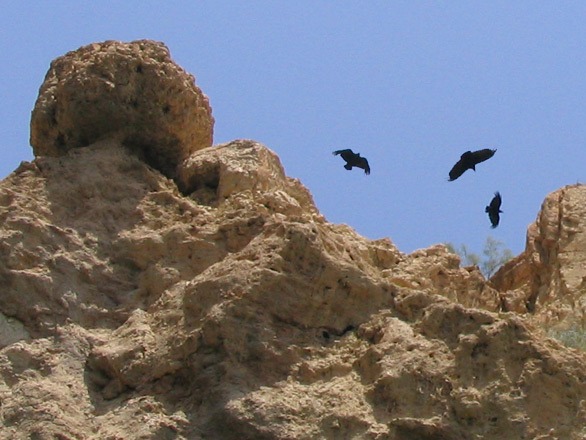 ravens1