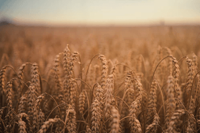 Wheat field chaff